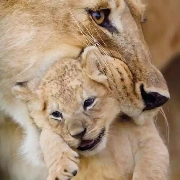 ﻿karnet Kwadrat Z Kopertą Lioness And Cub