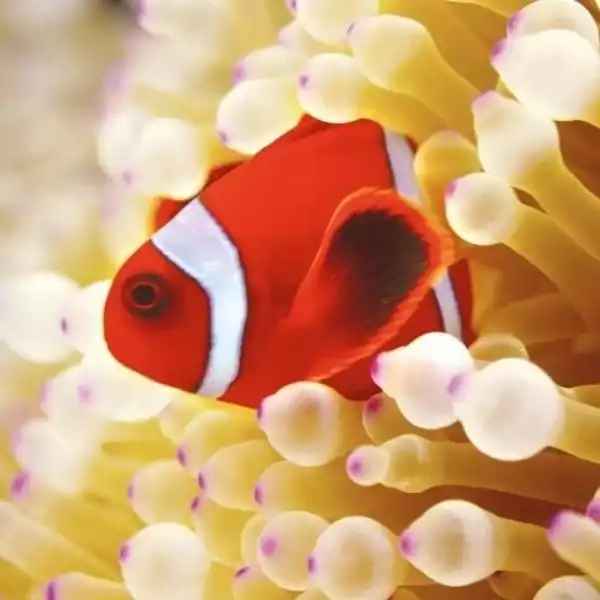 ﻿karnet Kwadrat Z Kopertą Clownfish In Sea Anemone