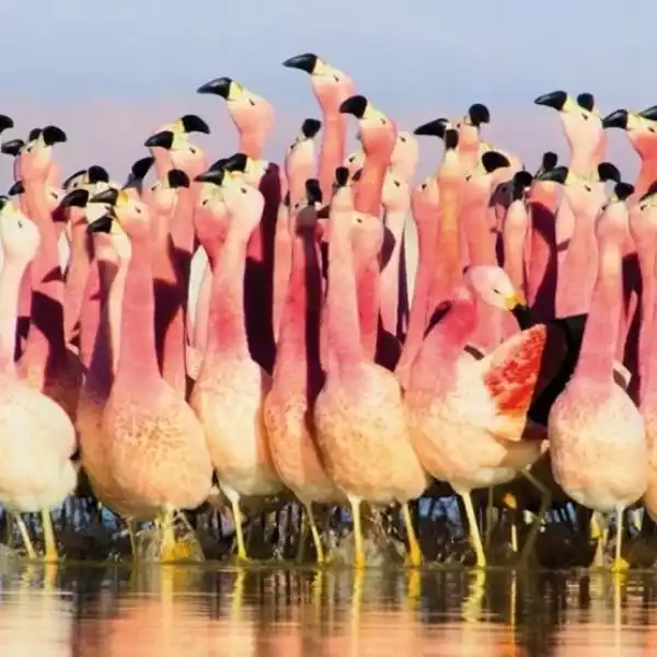 ﻿karnet Kwadrat Z Kopertą Andean Flamingoes