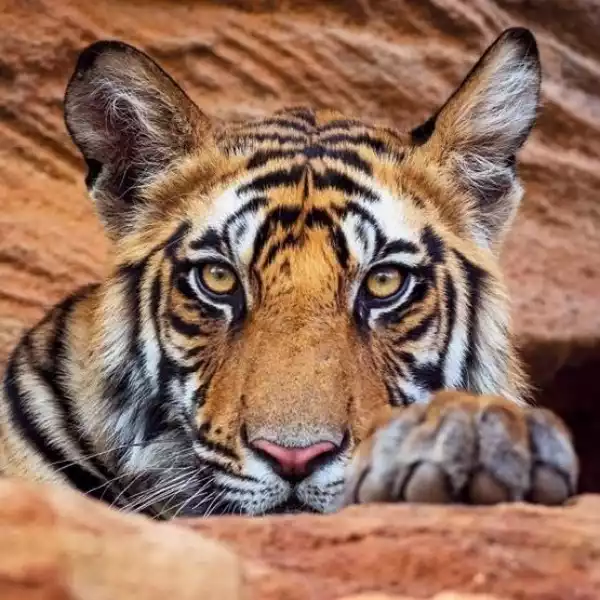 ﻿karnet Kwadrat Z Kopertą Tiger Cub