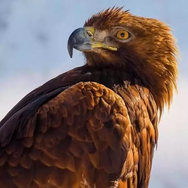 ﻿karnet Kwadrat Z Kopertą Golden Eagle